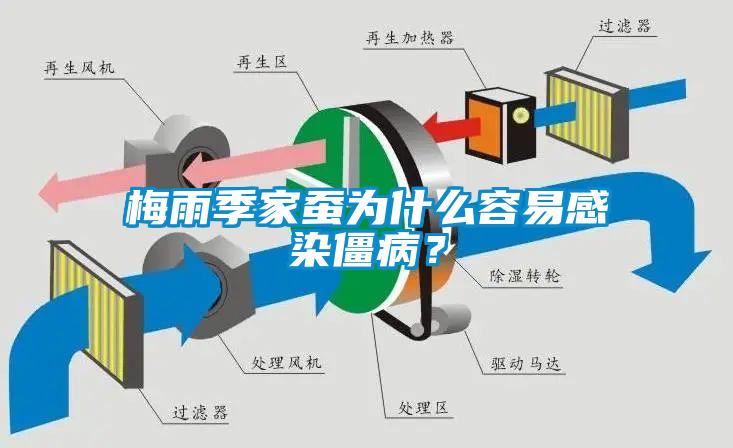 梅雨季家蠶為什么容易感染僵??？