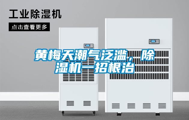 黃梅天潮氣泛濫，除濕機一招根治