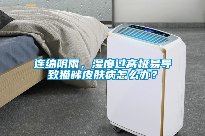 連綿陰雨，濕度過高極易導致貓咪皮膚病怎么辦？