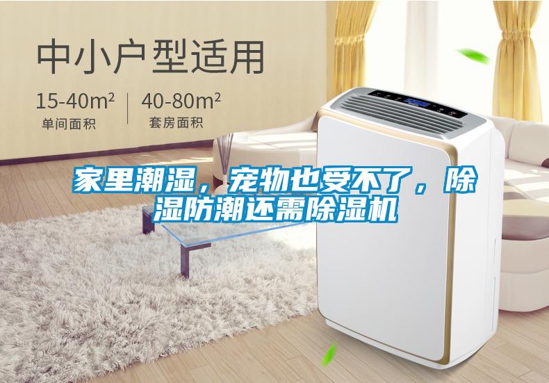 家里潮濕，寵物也受不了，除濕防潮還需除濕機(jī)