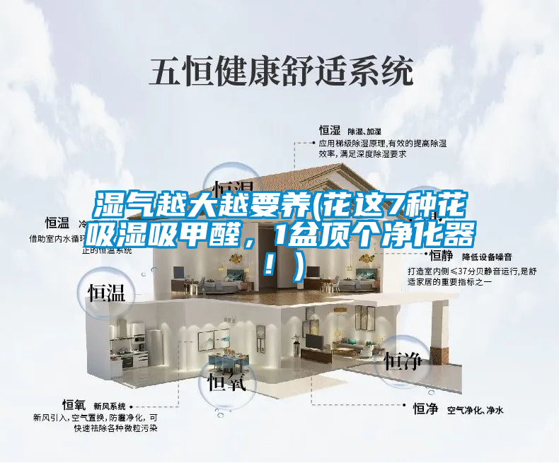 濕氣越大越要養(yǎng)(花這7種花吸濕吸甲醛，1盆頂個(gè)凈化器！)